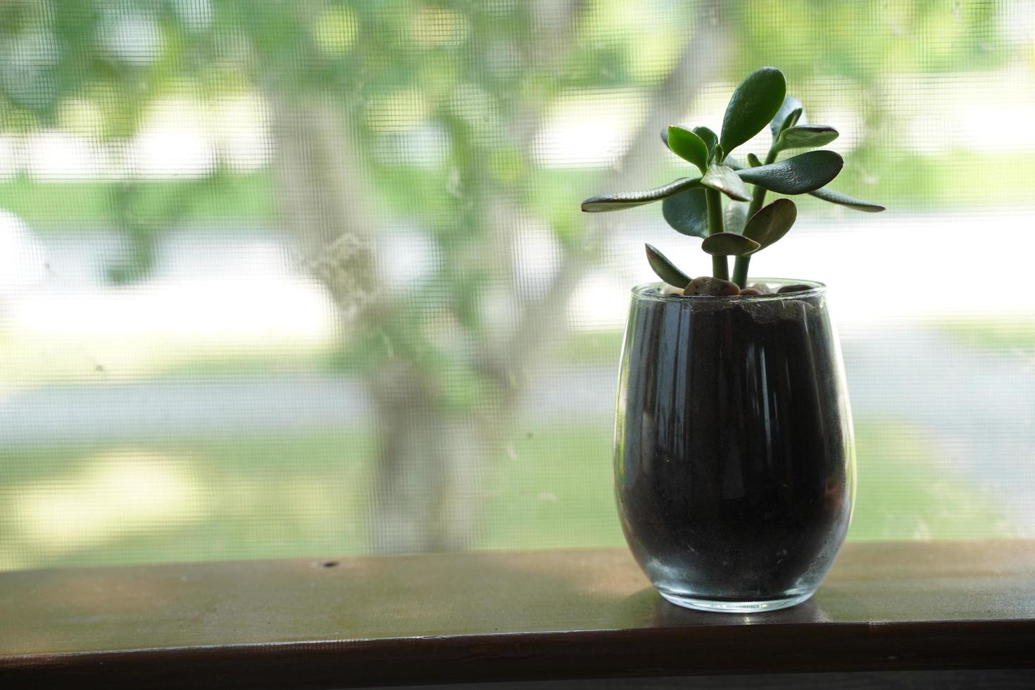 vários tipos de mini cacto, planta zebra, echeveria kalanchoe plantas suculentas de casa vasos de barro em fundo listrado de roupas de mesa foto