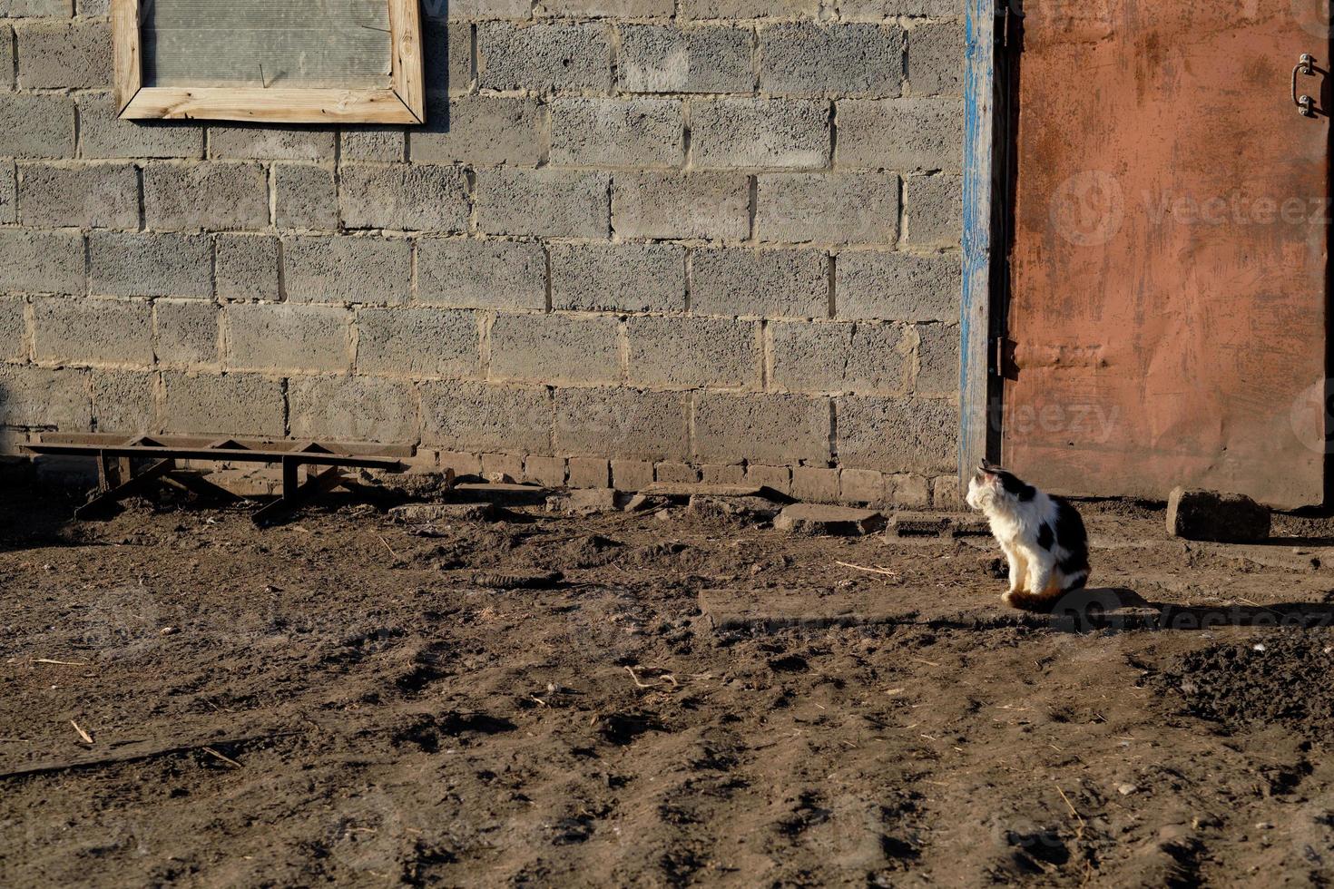 gato no quintal, contra o fundo de uma parede cinza, ao pôr do sol foto