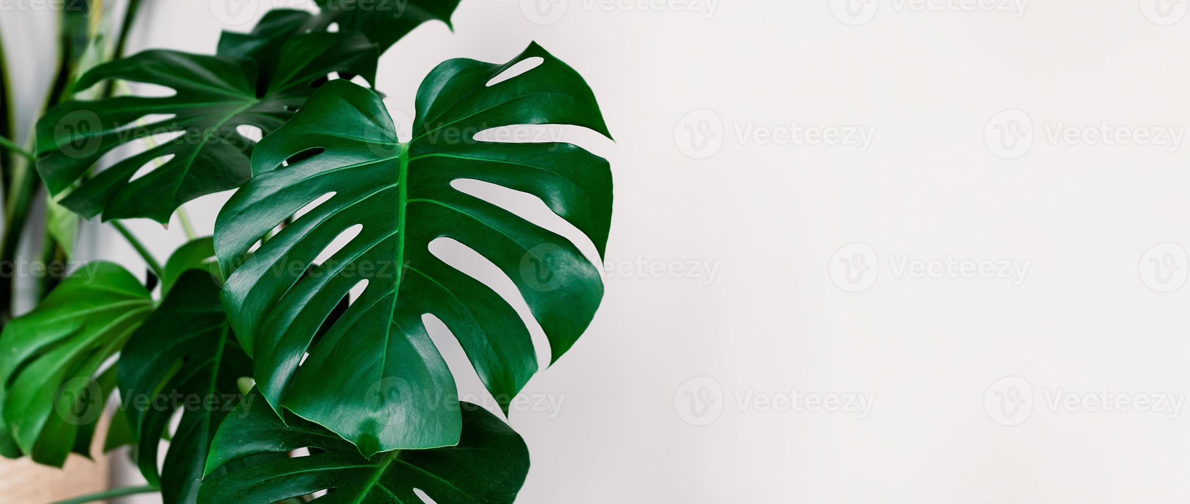 banner monstera deliciosa ou planta de queijo suíço em um fundo branco. interior elegante e minimalista da selva urbana. parede branca vazia e copie o espaço. foto