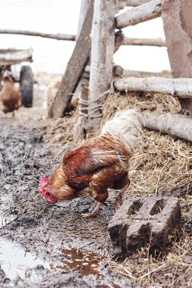 galo colorido procurando comida perto da fazenda biológica, imagem tirada em um dia de outono foto