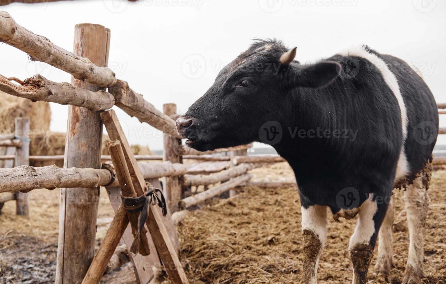 vaca leiteira holandesa olhando por cima de uma cerca de madeira foto