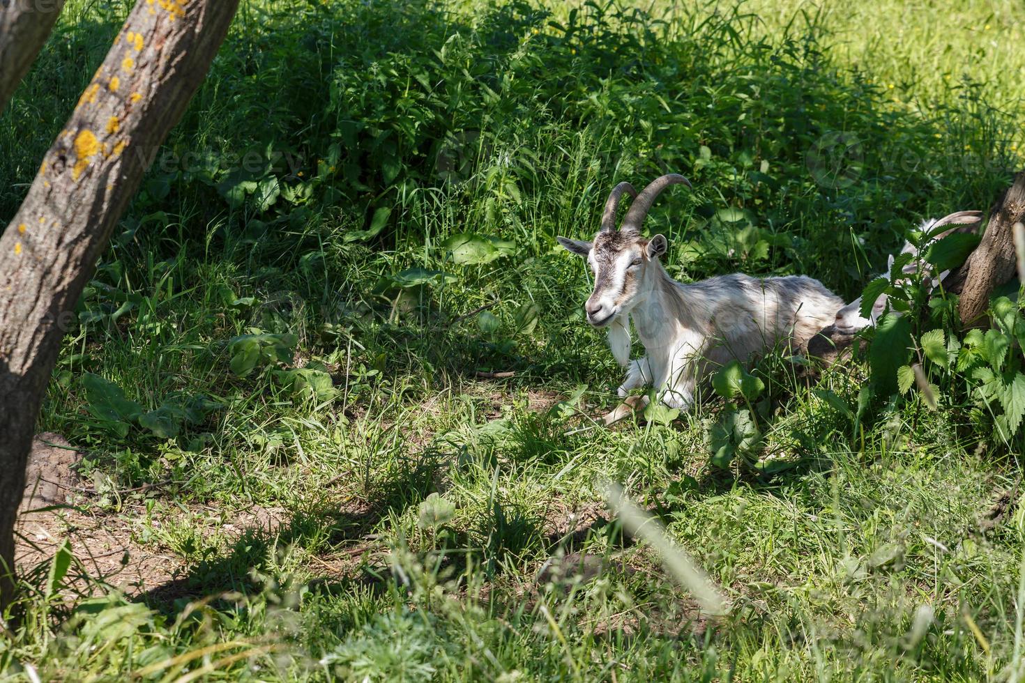 uma cabra com chifres fica à sombra de uma árvore em um prado verde. foto