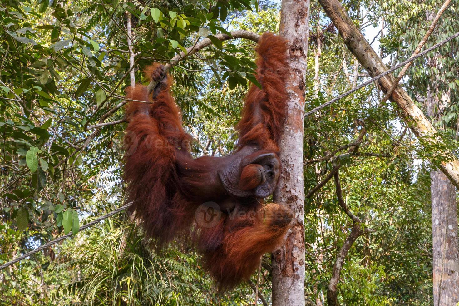 fêmea de orangotango pendurada em um galho, bornéu, malásia foto