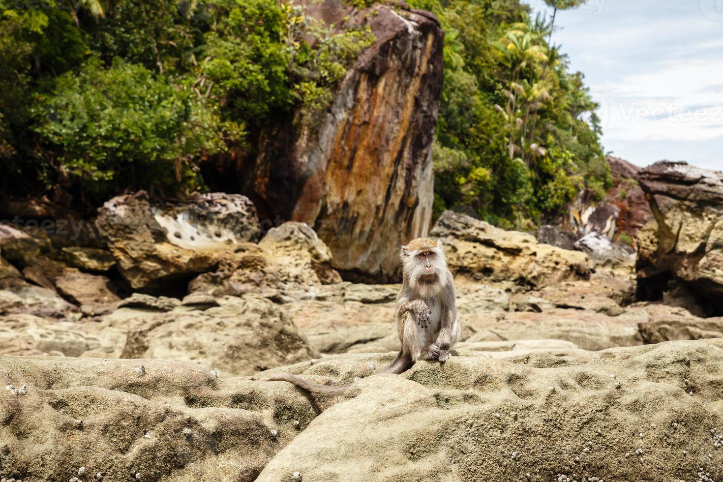 macaco senta-se em rochas na ilha de bornéu malásia. foto