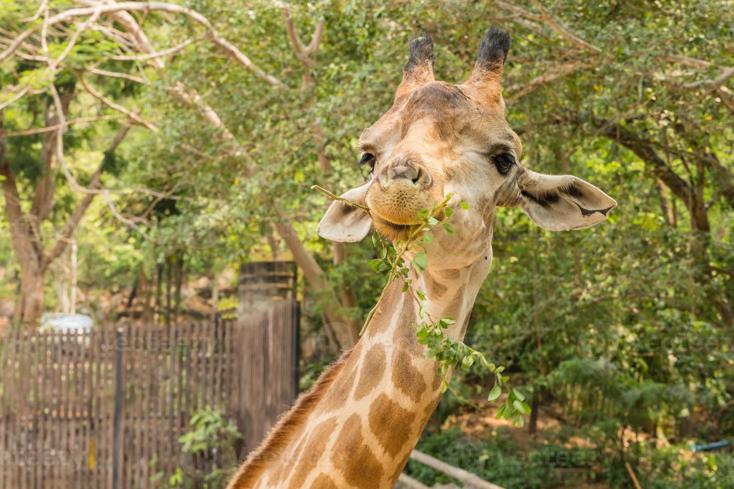 feche o retrato de uma girafa fofa, girafa, único retrato de girafa foto