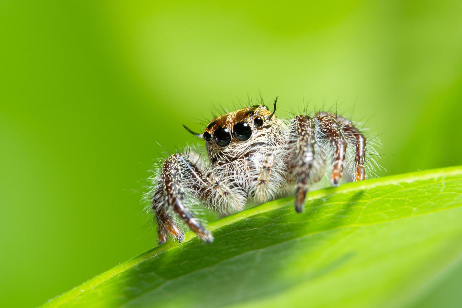 aranha em uma folha foto