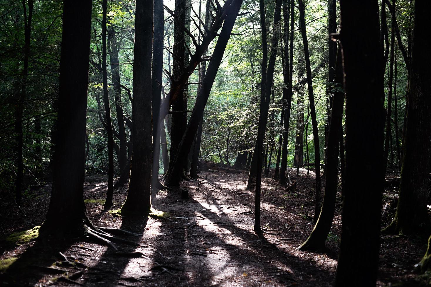 árvores na floresta foto