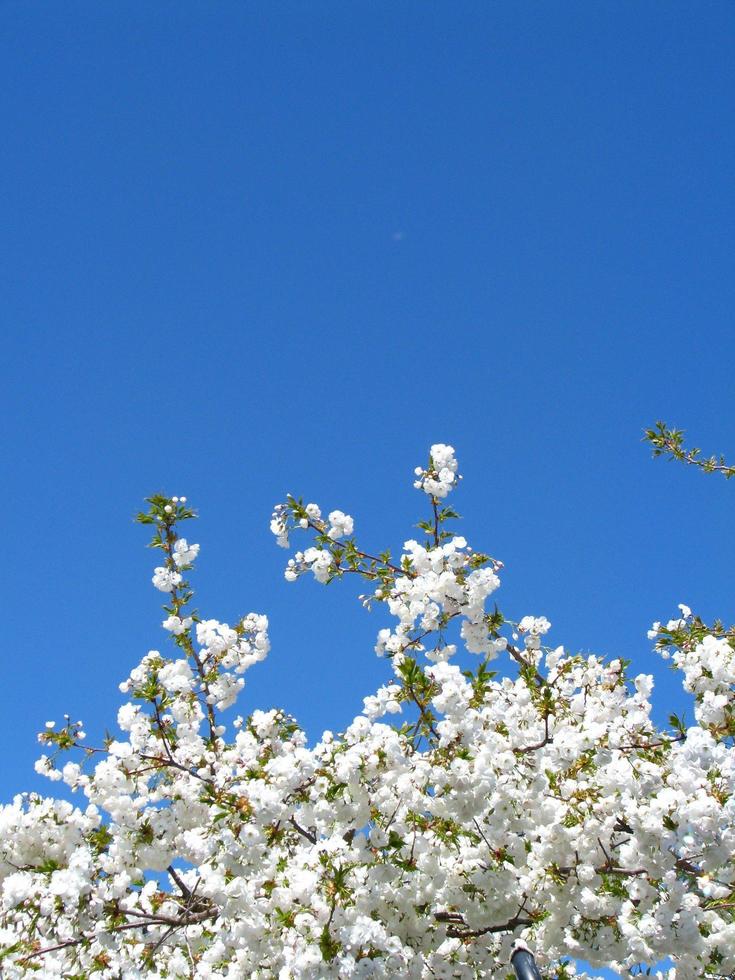 árvore de flor de cerejeira branca foto