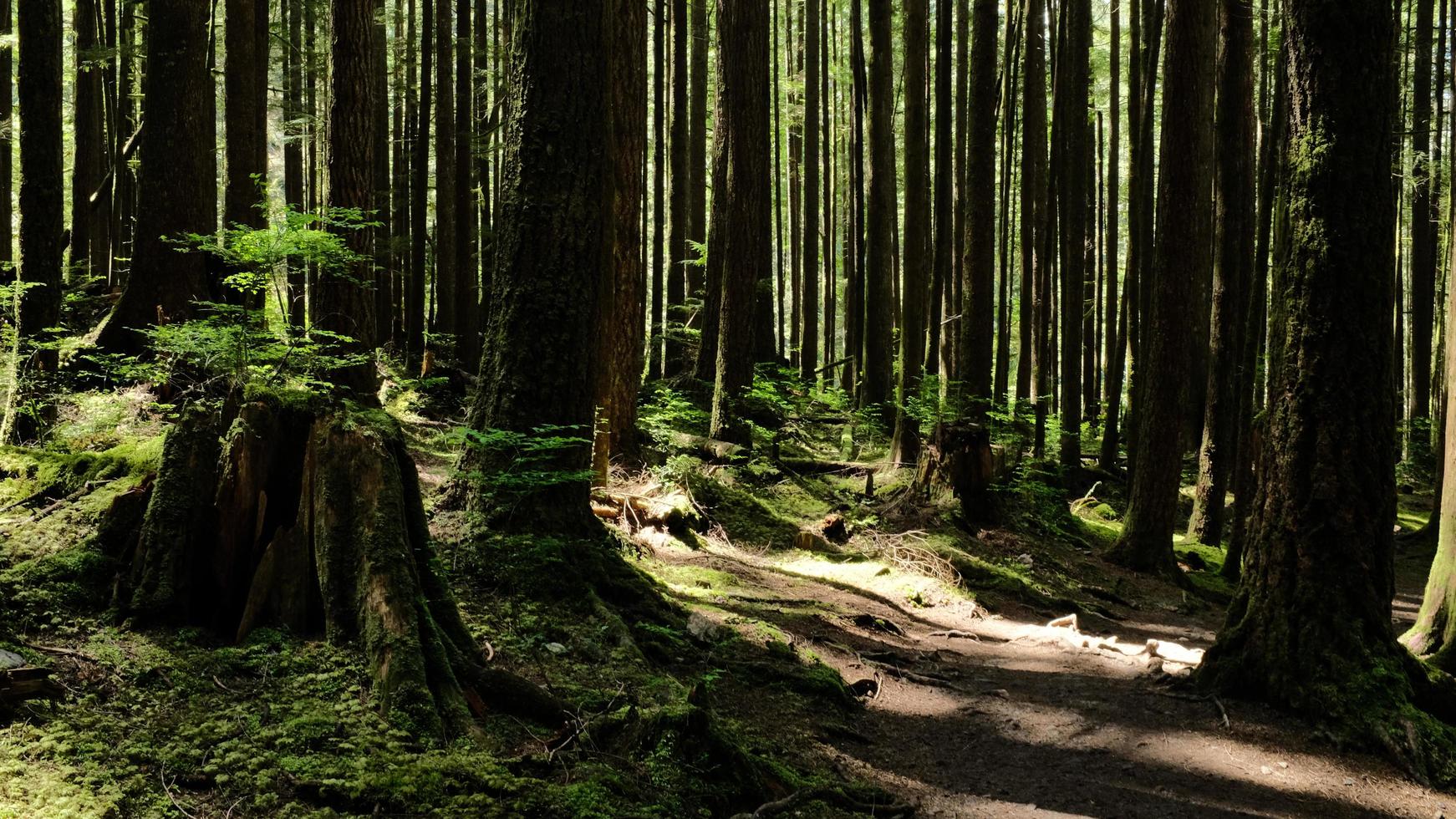 caminho da floresta na primavera foto