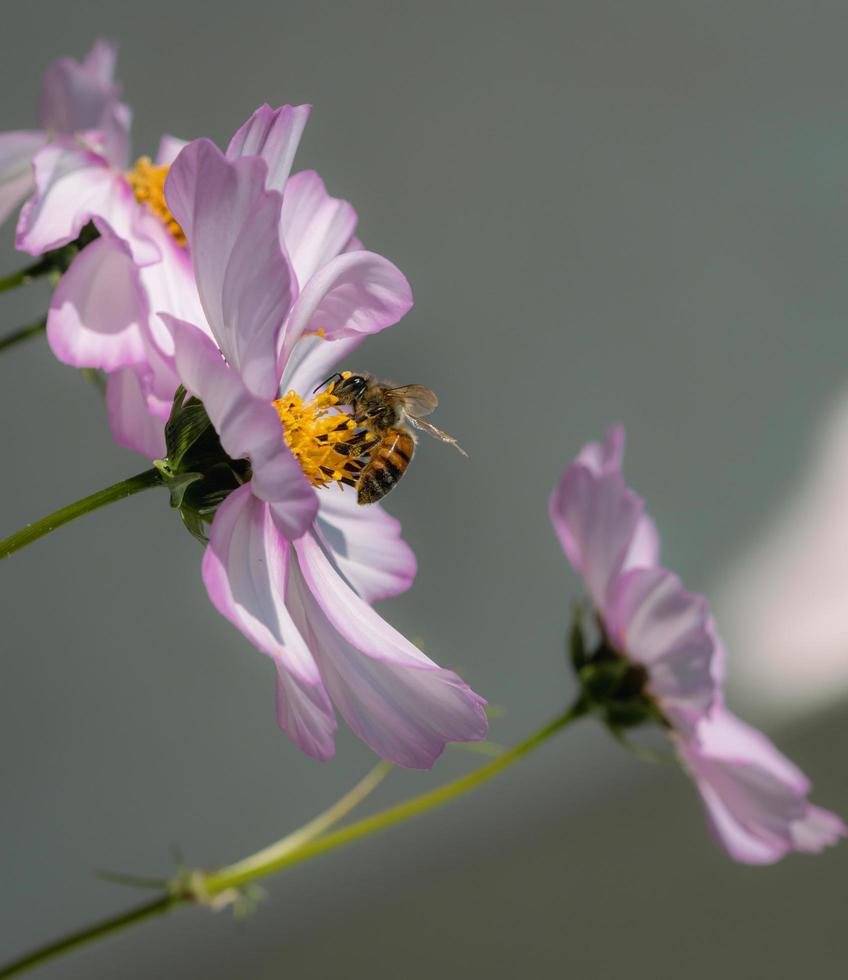 macro de uma abelha Apis mellifera em uma flor de cosmos rosa com proteção ambiental livre de pesticidas de fundo desfocado, salve o conceito de biodiversidade das abelhas foto