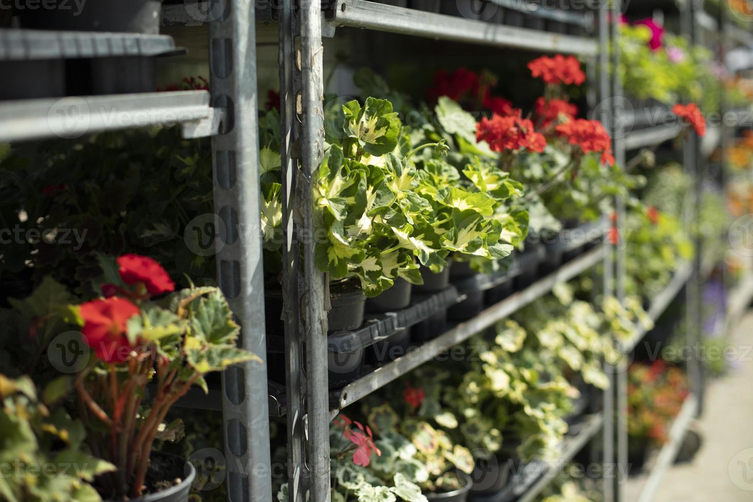 flores em vasos. plantas no jardim. potes nas prateleiras. foto