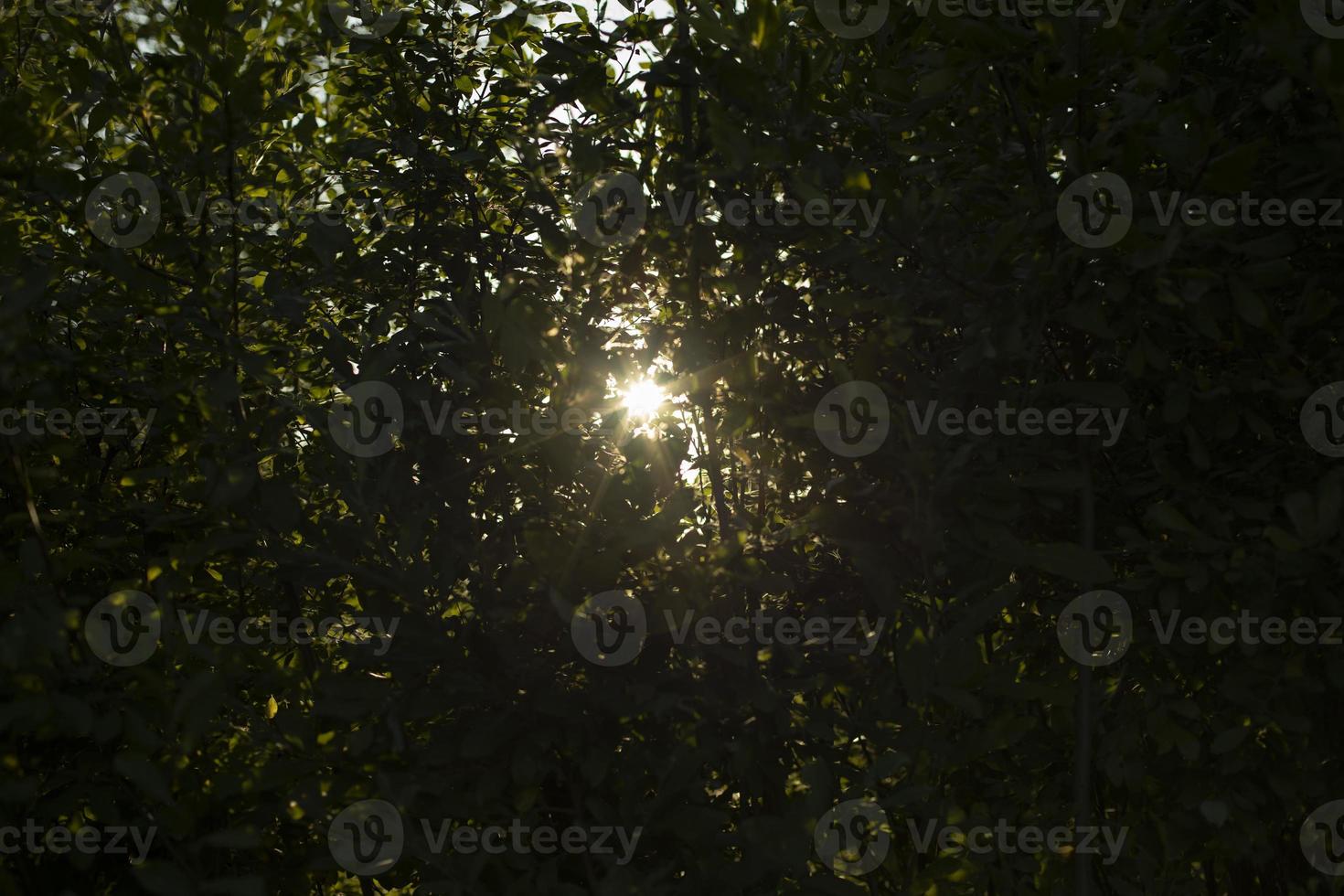 floresta de verão. detalhes da natureza. plantas verdes na temporada de verão. foto