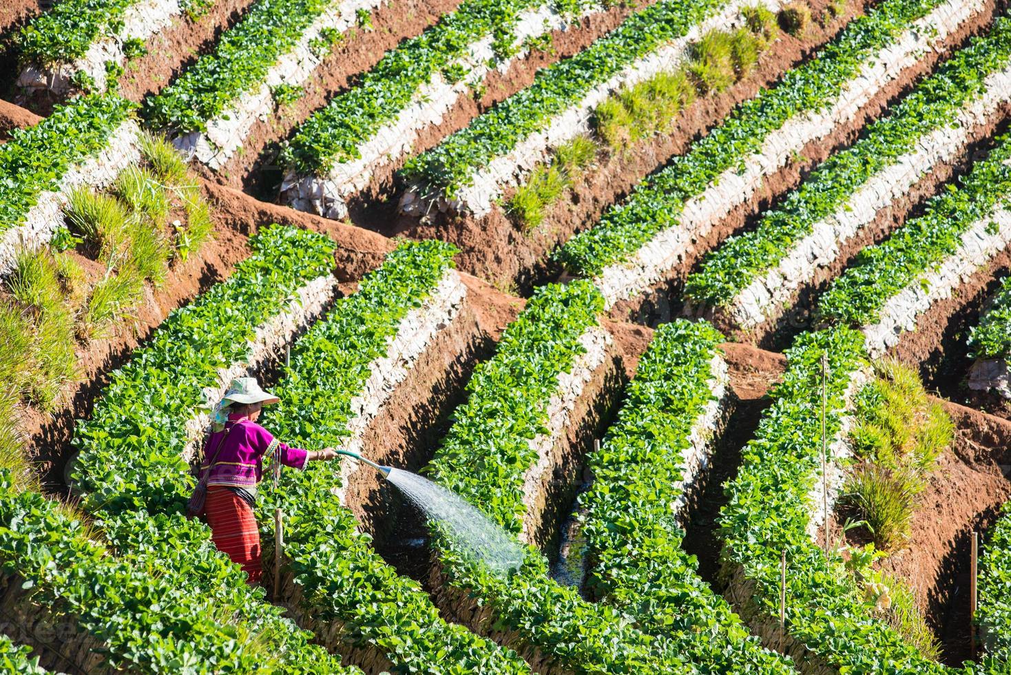 campo de morango na montanha doi angkhang, chiangmai tailândia foto