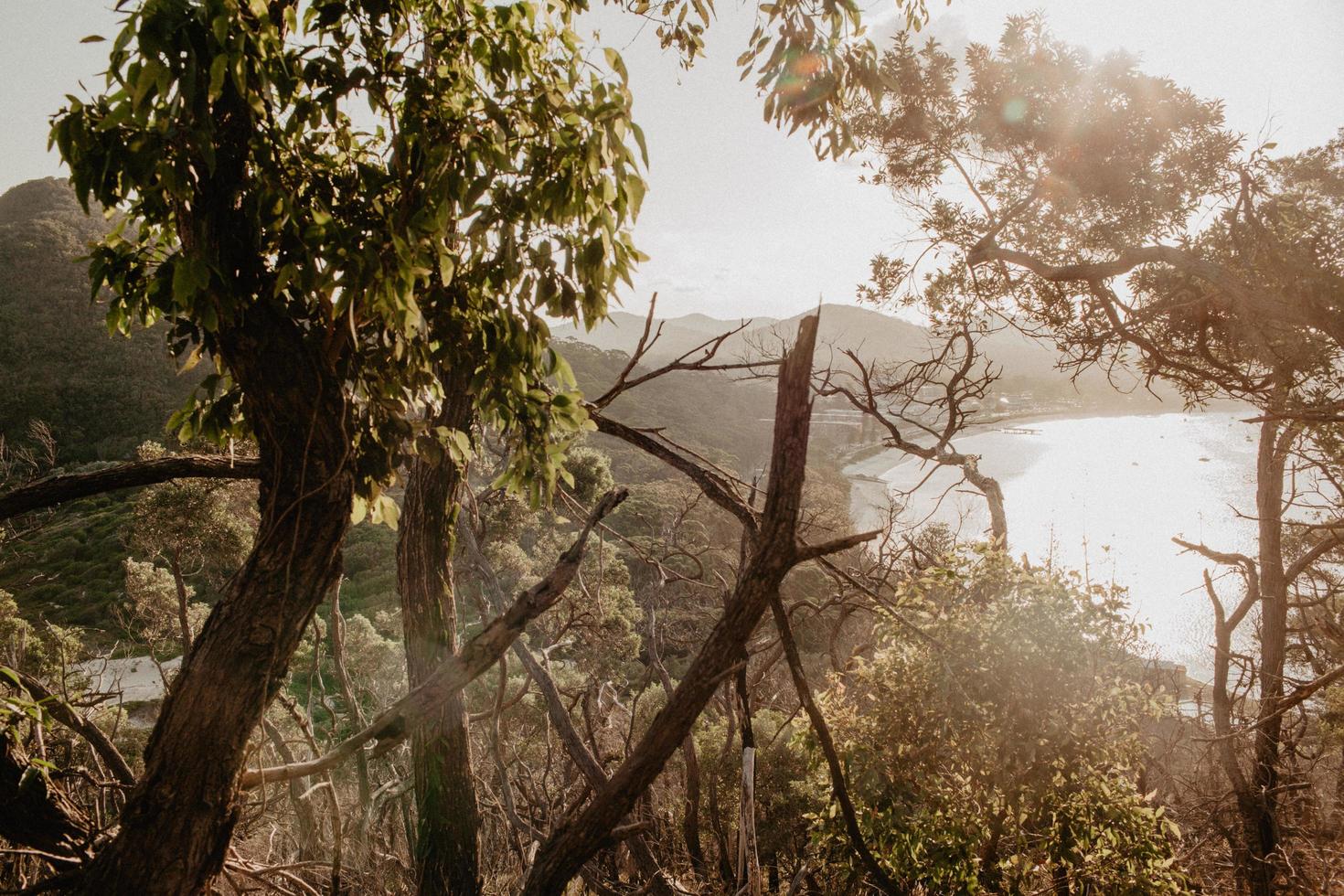 hora dourada na paisagem verde foto