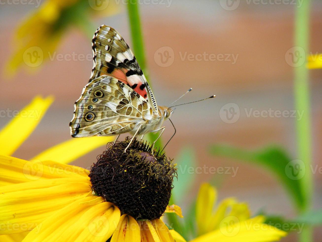 borboleta vanessa cardui senta-se em uma flor rudbeckia e bebe néctar foto
