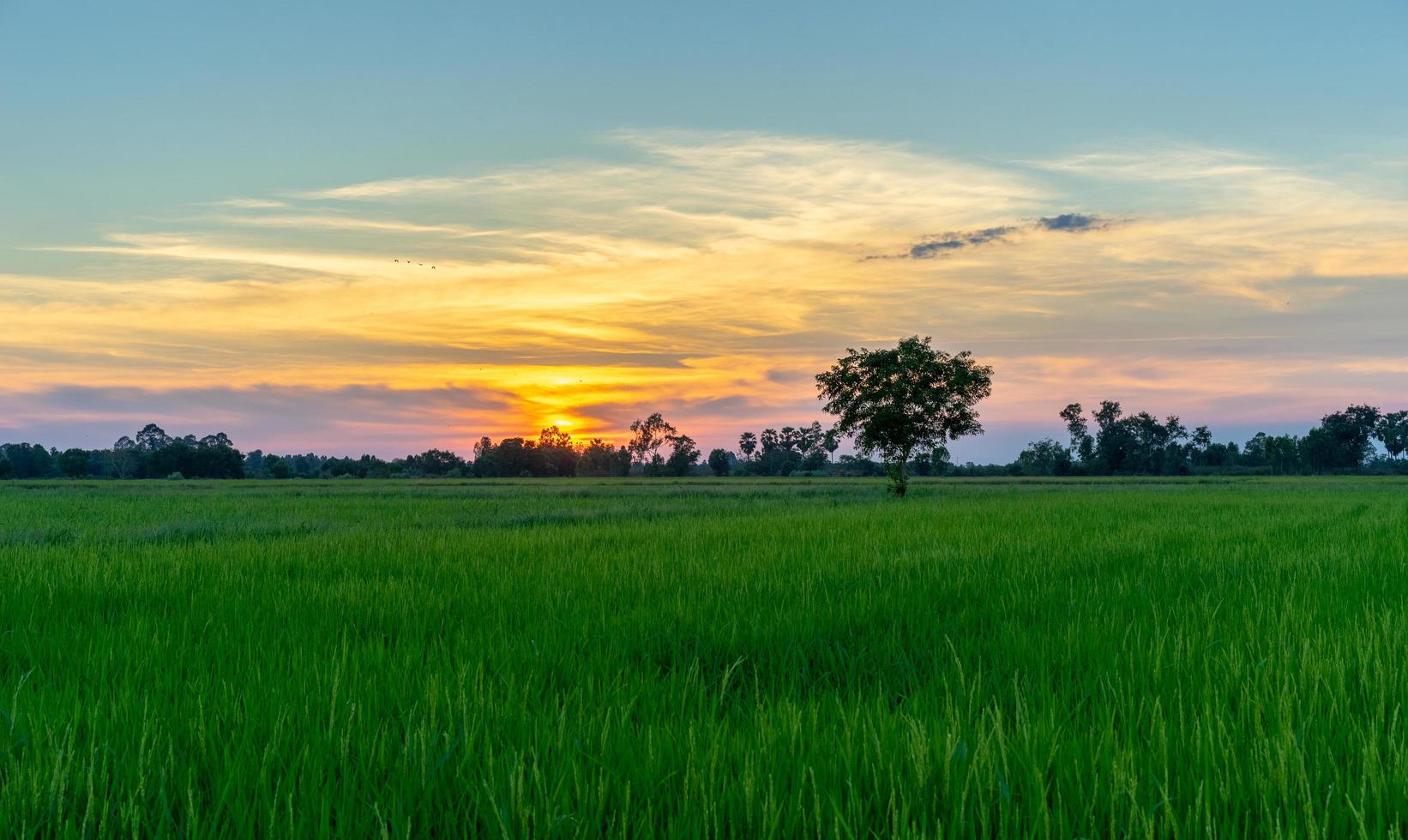 árvore no campo verde ao pôr do sol foto