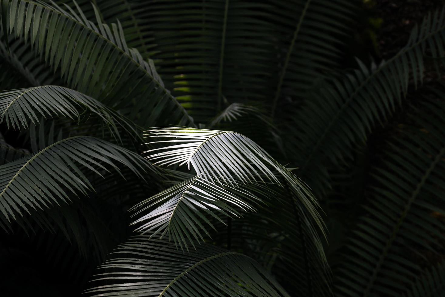 luz do sol atingindo folha de palmeira foto