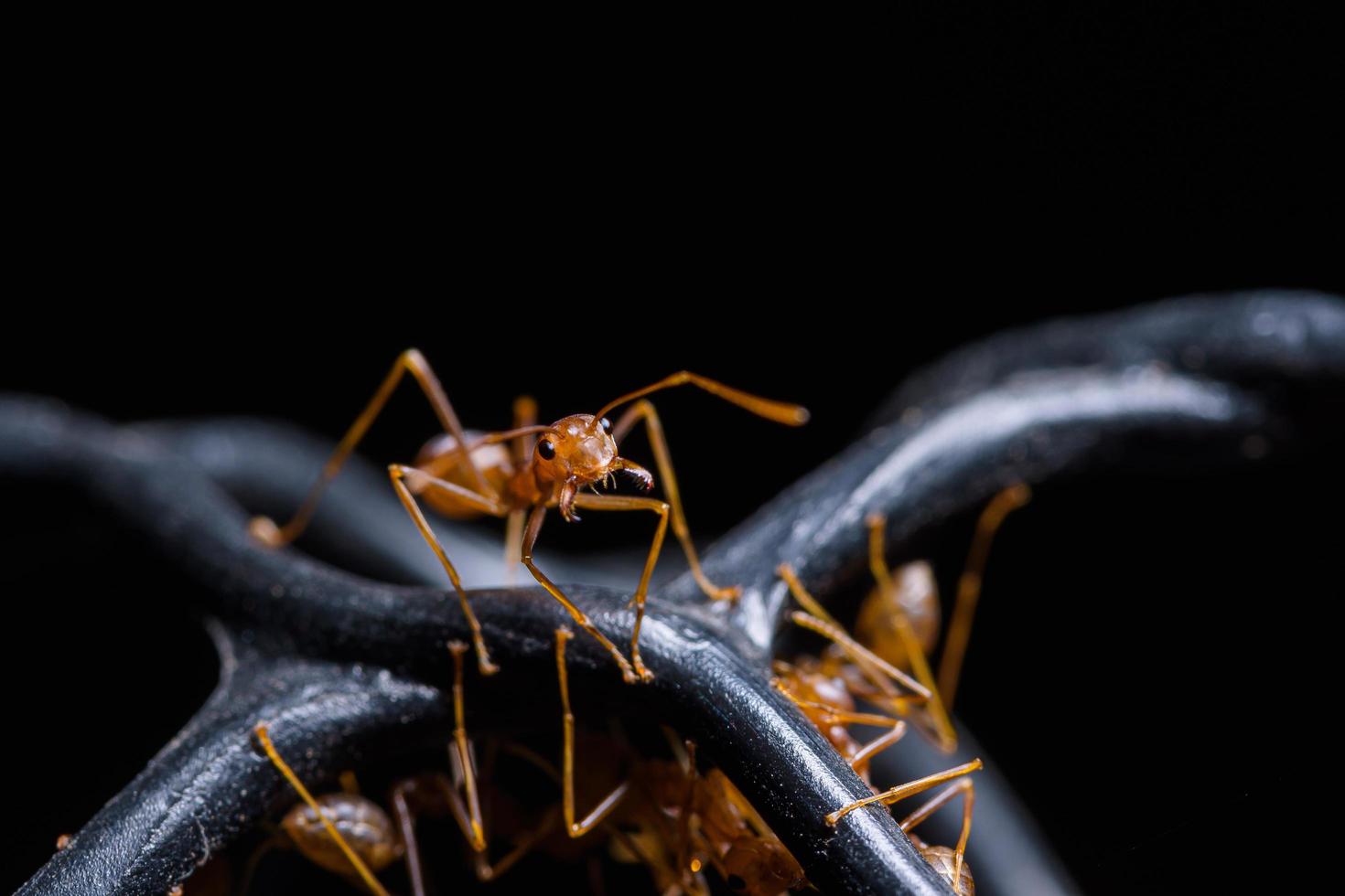 formigas vermelhas ou oecophylla smaragdina foto