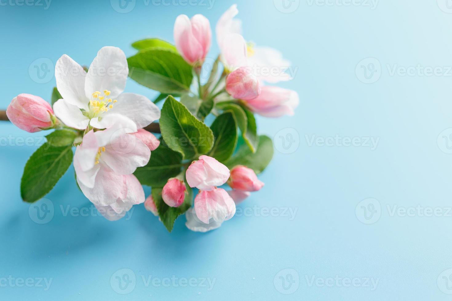 sakura de primavera florescendo em um fundo azul com espaço para uma mensagem de saudação. o conceito de primavera e dia das mães. lindas flores delicadas de cerejeira rosa na primavera foto