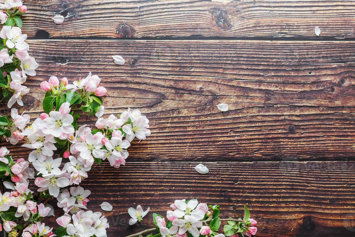 sakura florescendo em um fundo escuro de madeira rústica. fundo de primavera com ramos de damasco florescendo e ramos de cereja foto