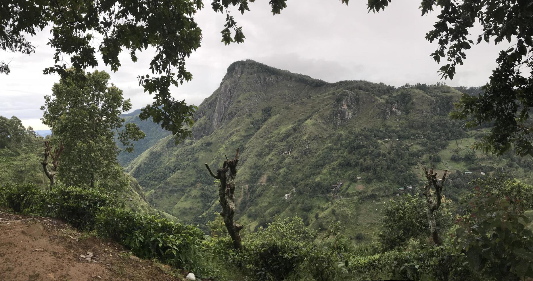 plantações de chá no sri lanka foto