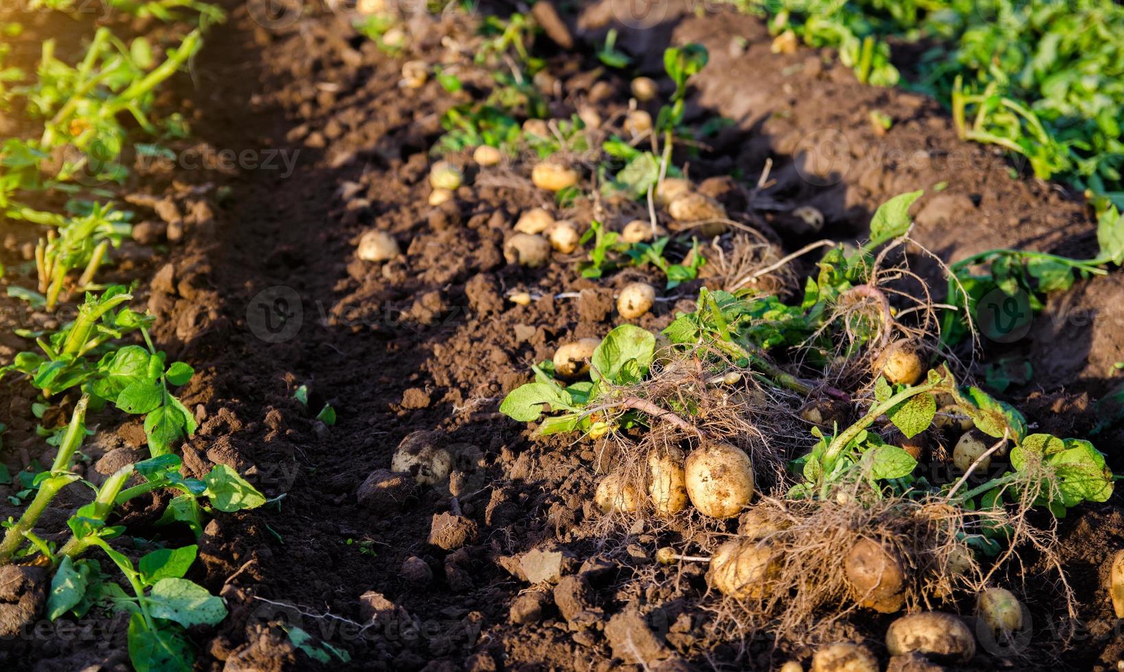 batatas frescas no chão. vegetais de batata orgânicos recém-cavados ficam em solo úmido e solto com topos. produção agrícola. colheita abundante, cultivo de alimentos no campo da fazenda. jardinagem e agricultura. foto