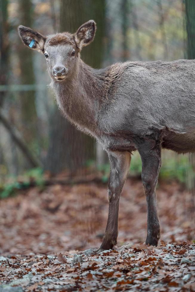 alces de altai no outono foto