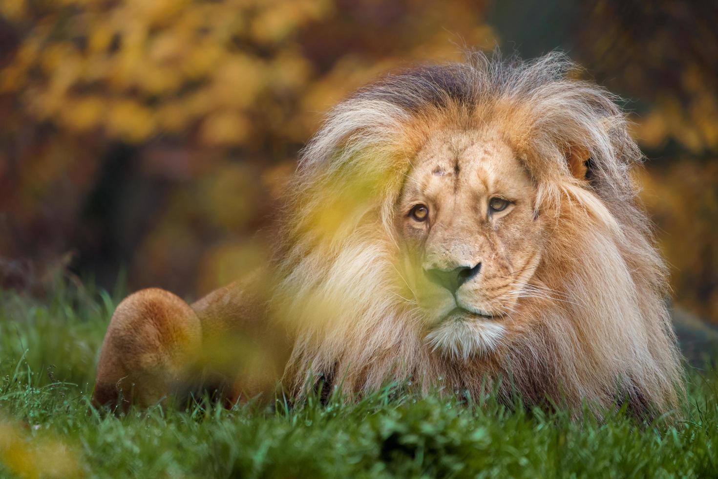 retrato de leão foto