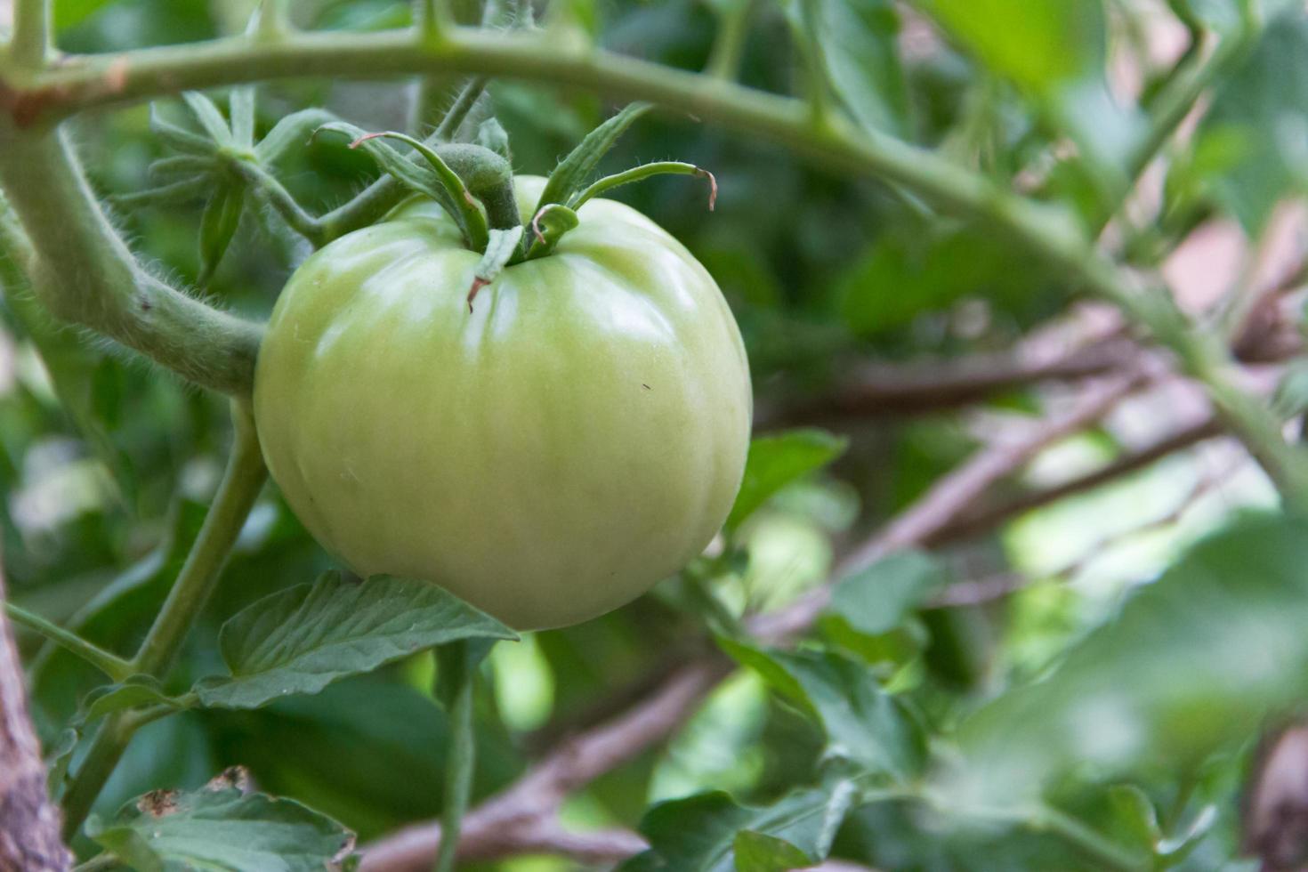 cultivo de tomates da horta orgânica foto