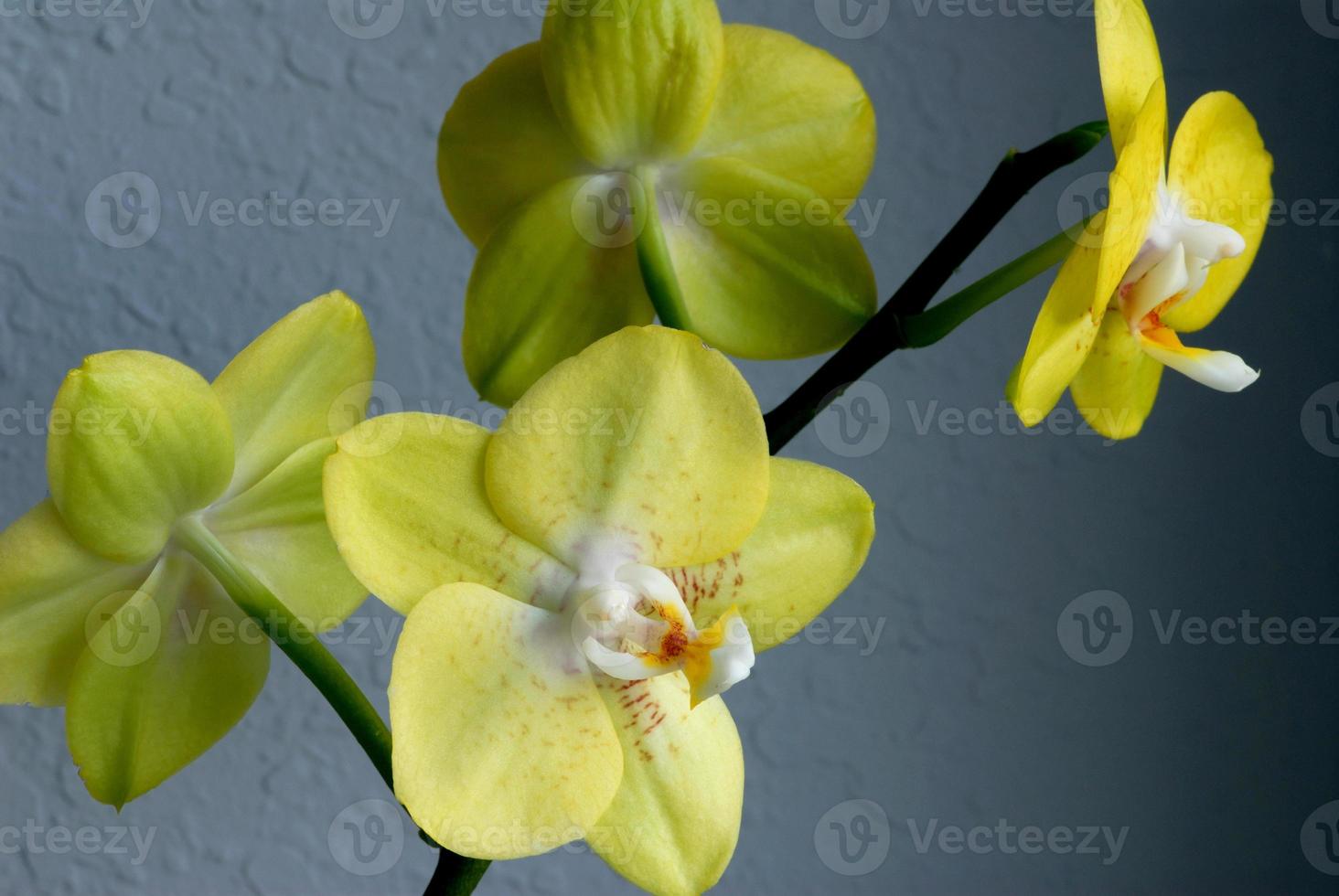orquídea vanda verde 1426217 Foto de stock no Vecteezy