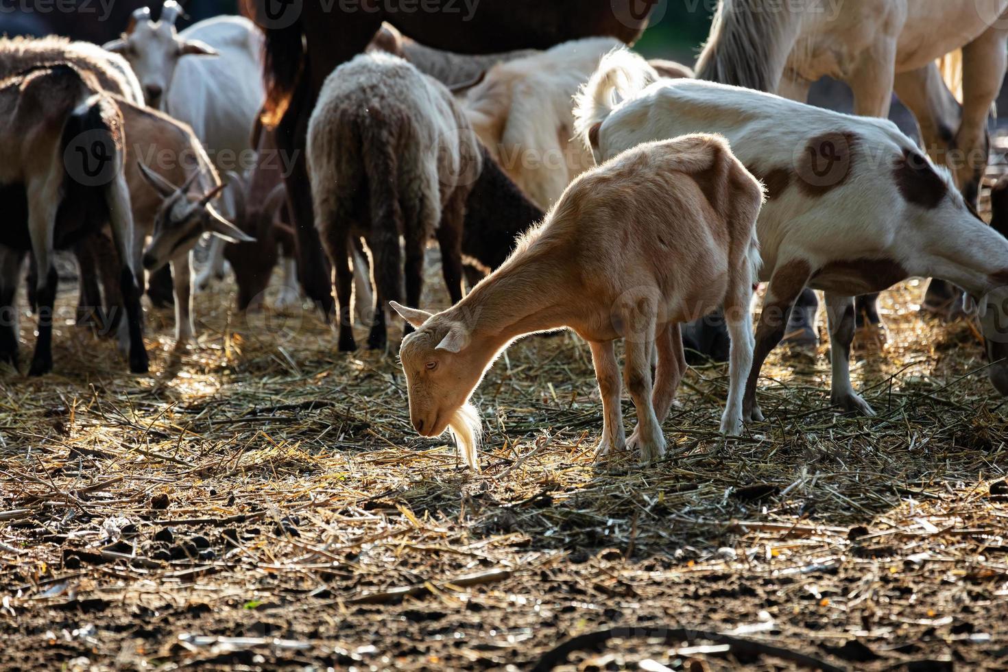 cabra. mamífero e mamíferos. mundo terrestre e fauna. fauna e zoologia. foto