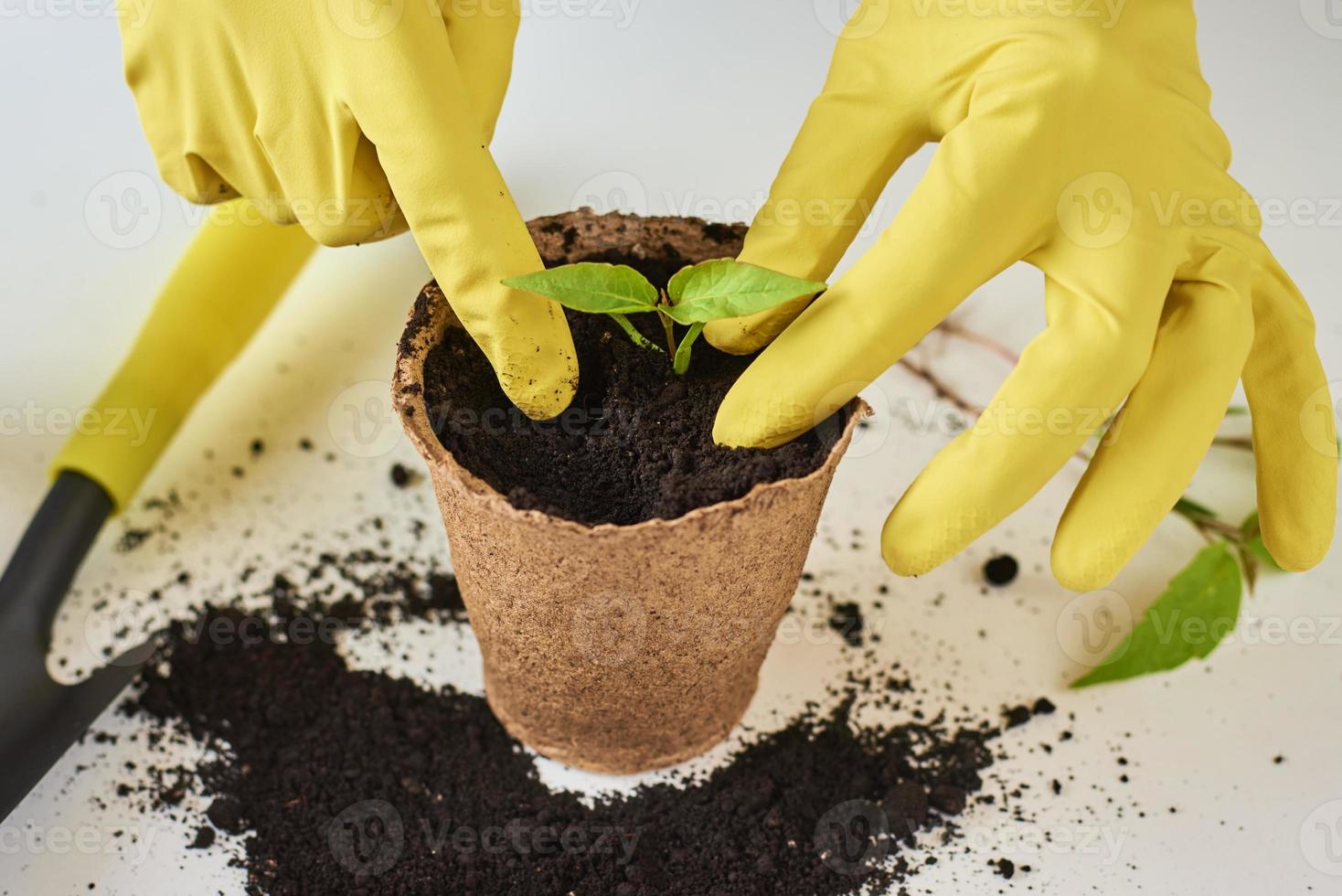 mulher entrega uma planta de transplante de luvas amarelas. conceito de cuidado de plantas foto