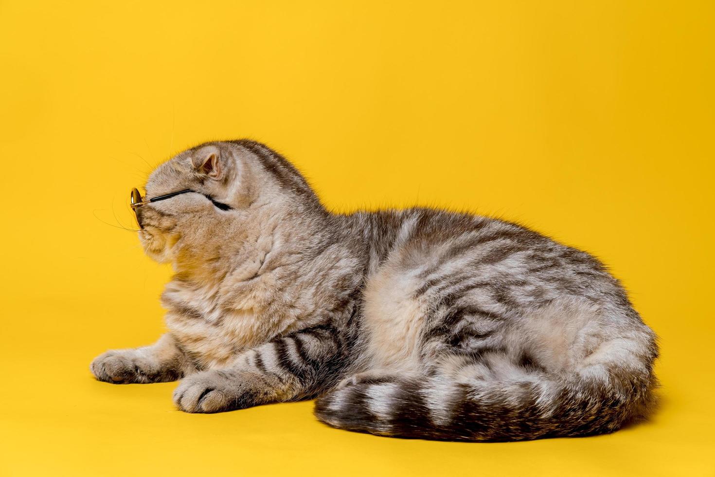 perfil de um gato scottish fold em óculos de sol deitado sobre um fundo amarelo. estilo de vida. foto