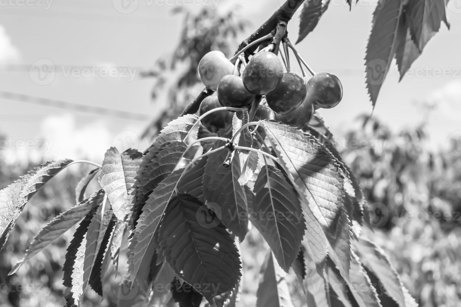 fotografia sobre o tema lindo ramo de frutas cerejeira foto