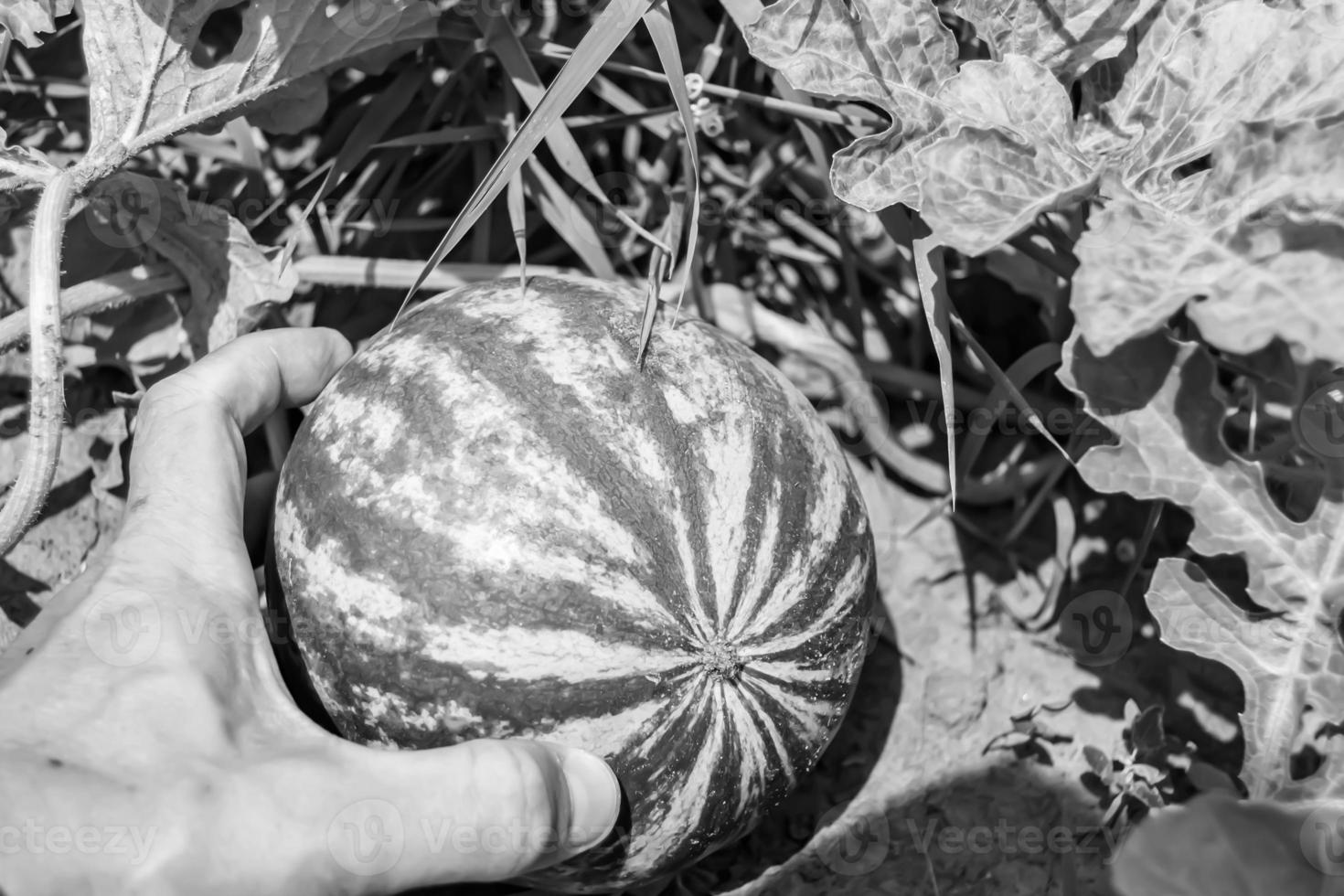 fotografia sobre o tema linda melancia de frutas pequenas foto