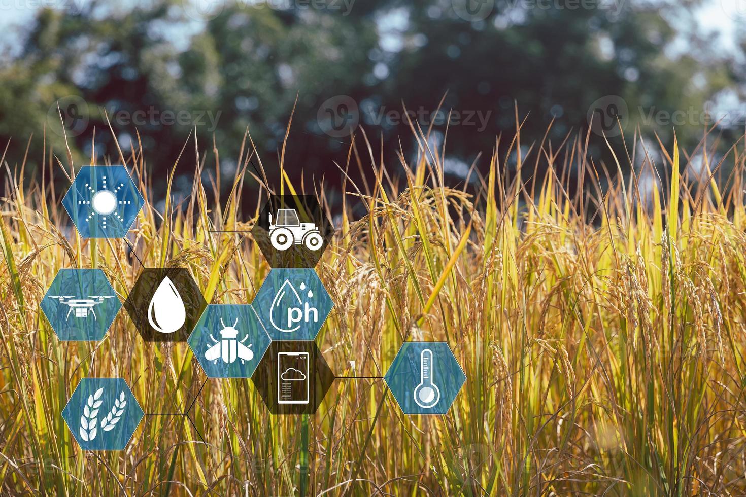 agricultura inteligente com internet das coisas, conceito de iot. agricultura e tecnologia moderna são usadas para manejar as colheitas. análise de insights como clima, condições do solo e ambientais. campo de arroz de colheita foto