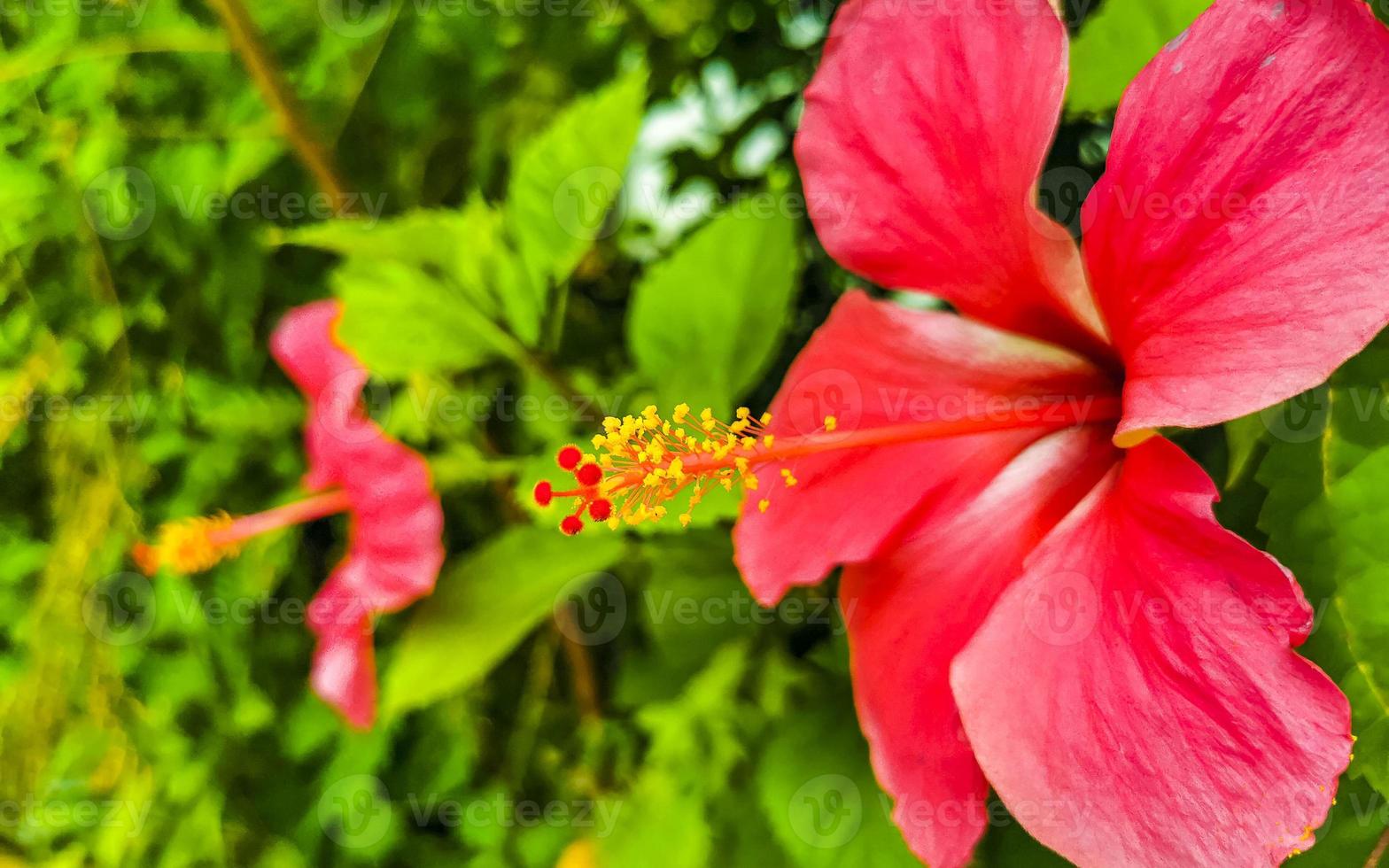 vermelho lindo hibisco flor arbusto árvore planta no méxico. foto