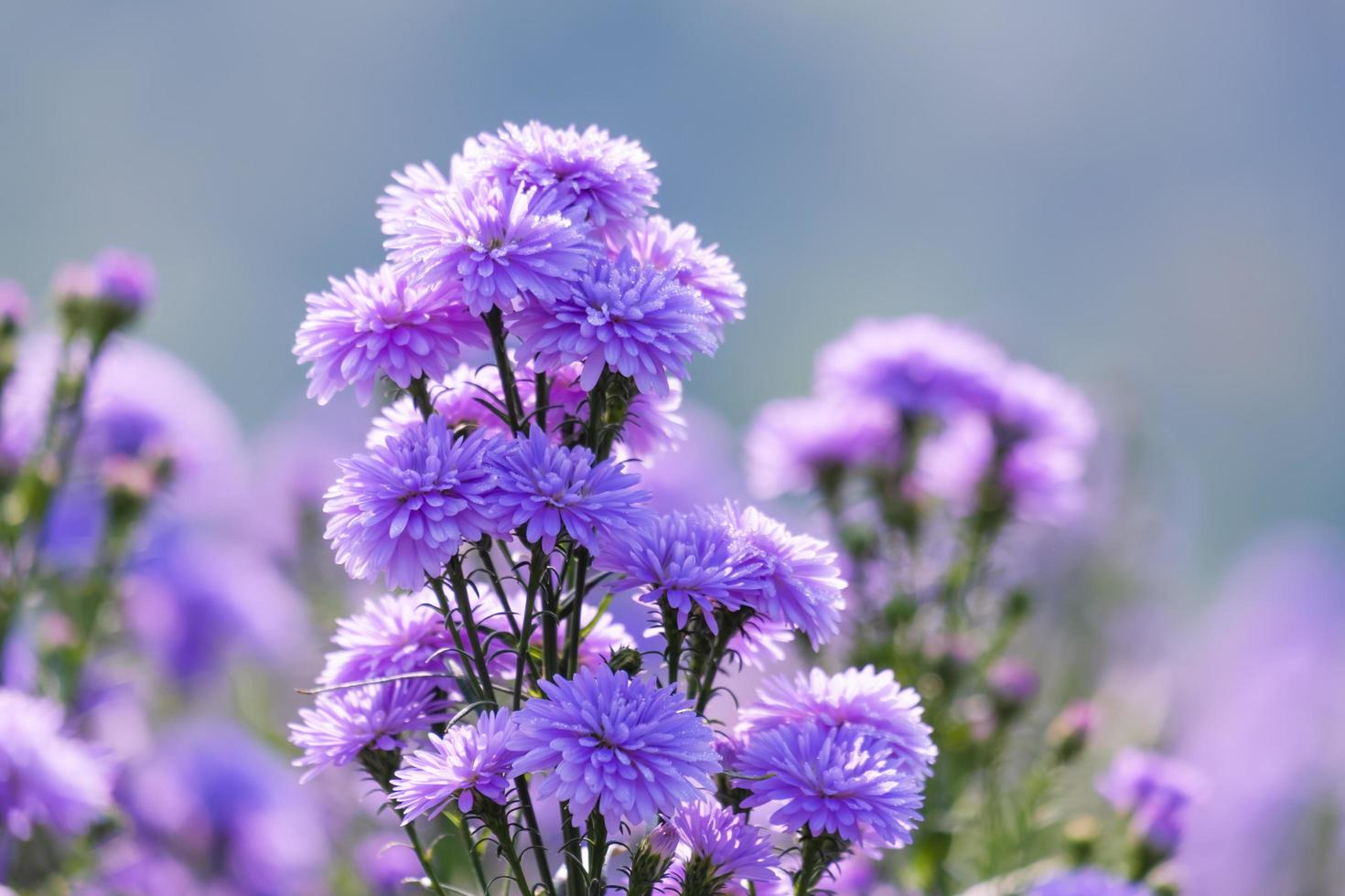 lindo fechado de campos de flores margaret roxas na manhã foto