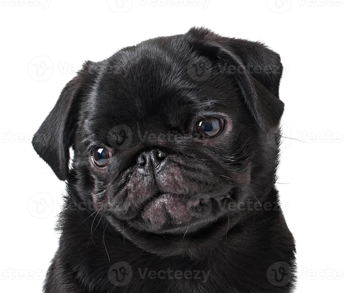 pug de cachorro preto jovem posando em fundo branco foto