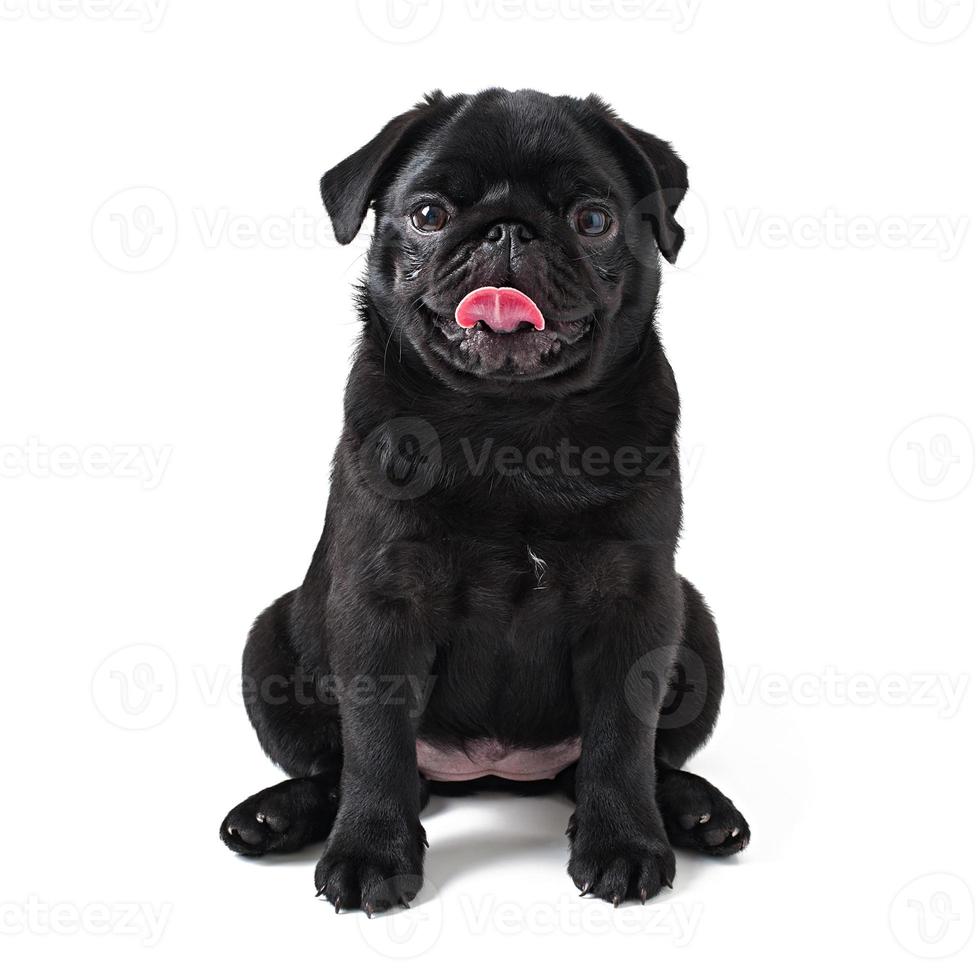 pug de cachorro preto jovem posando em fundo branco foto