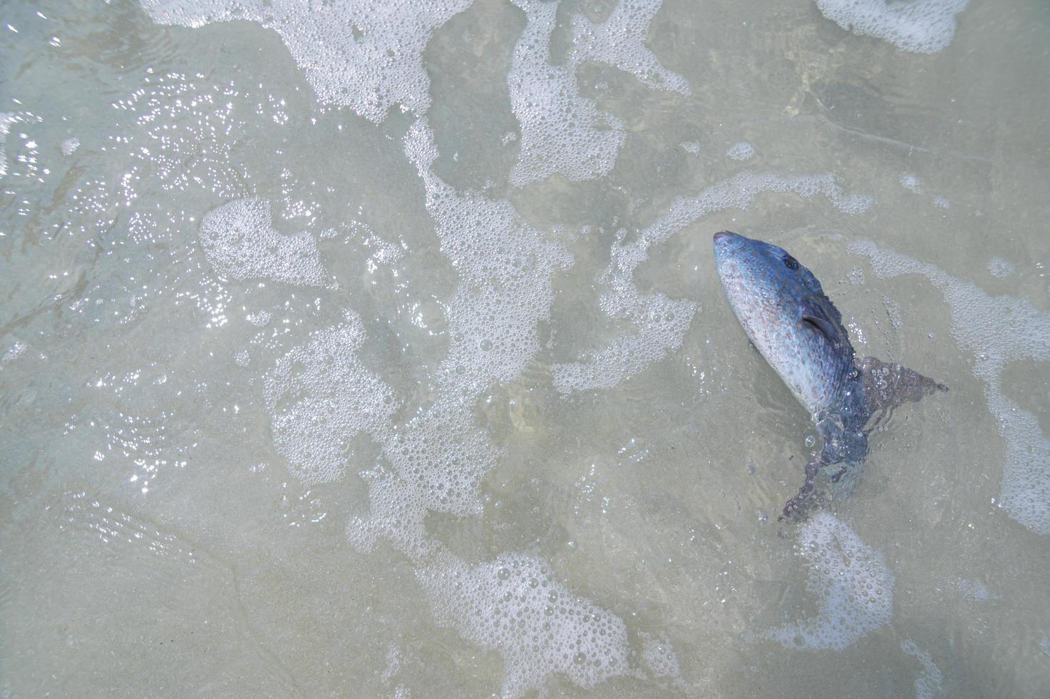 peixes mortos na água na praia foto