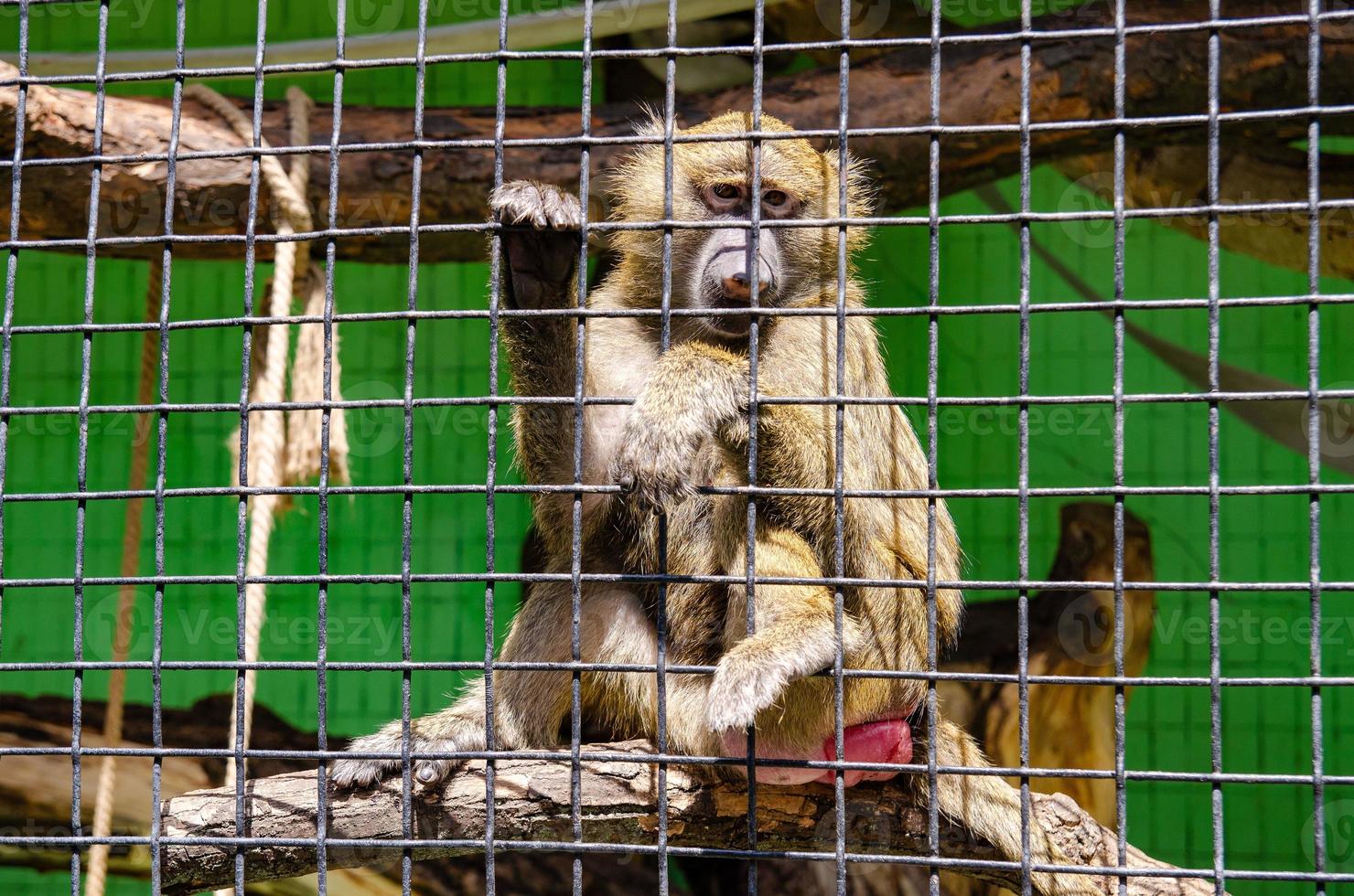 um tiro de close-up de um macaco em uma gaiola em um zoológico foto