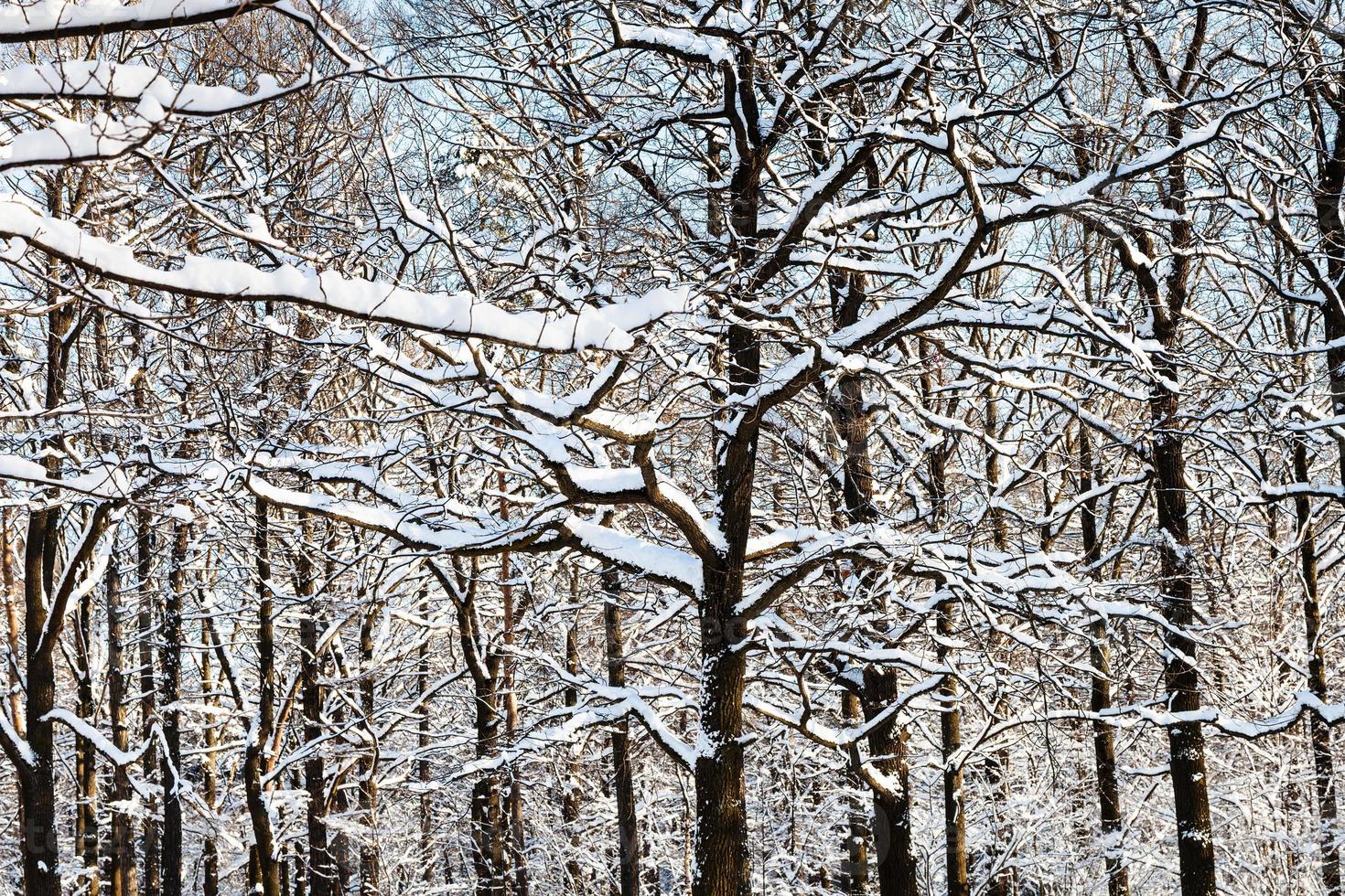 ramos de carvalho entrelaçados na floresta no inverno foto