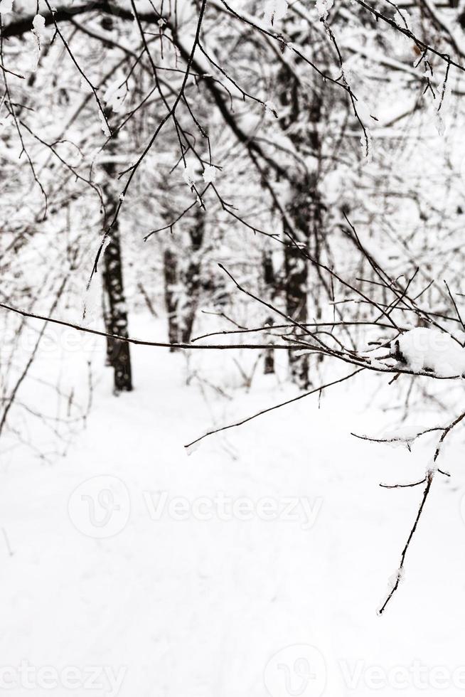 galho na floresta de neve em dia nublado de inverno foto