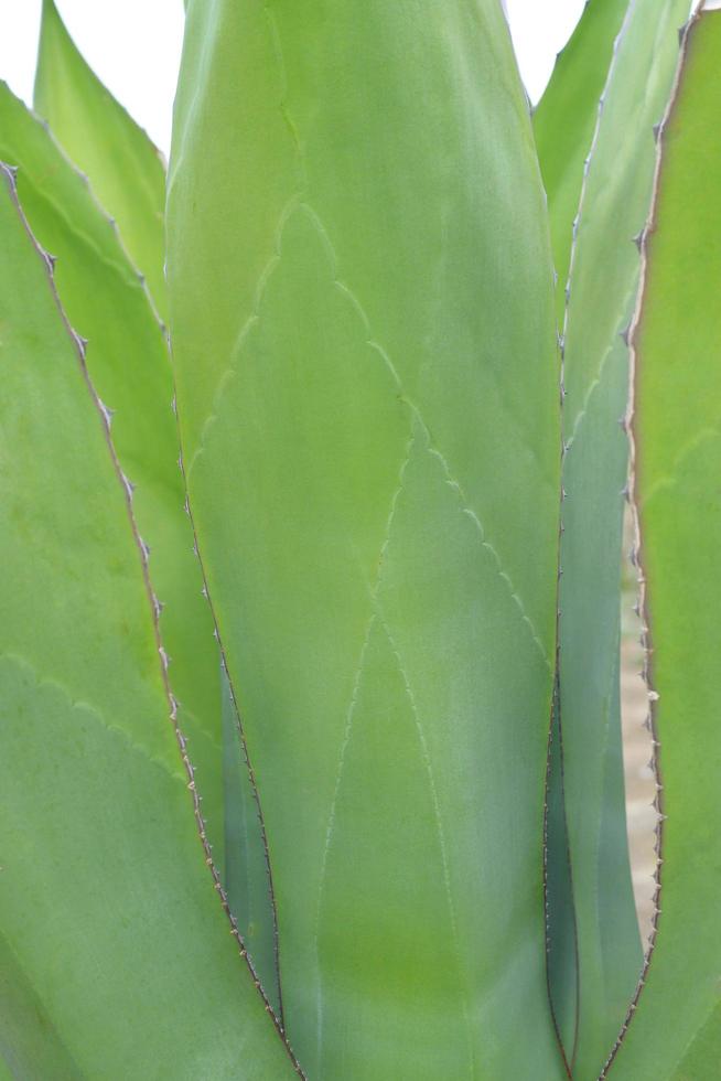 planta de agave verde foto