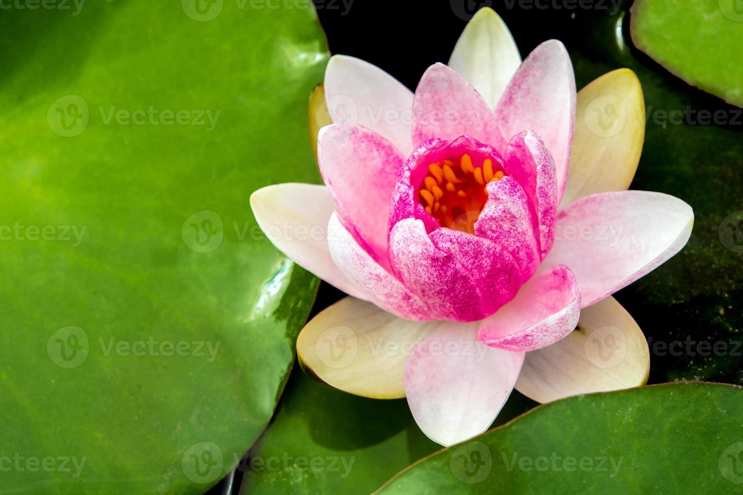 pétala rosa e branca e pólen amarelo de nenúfar foto