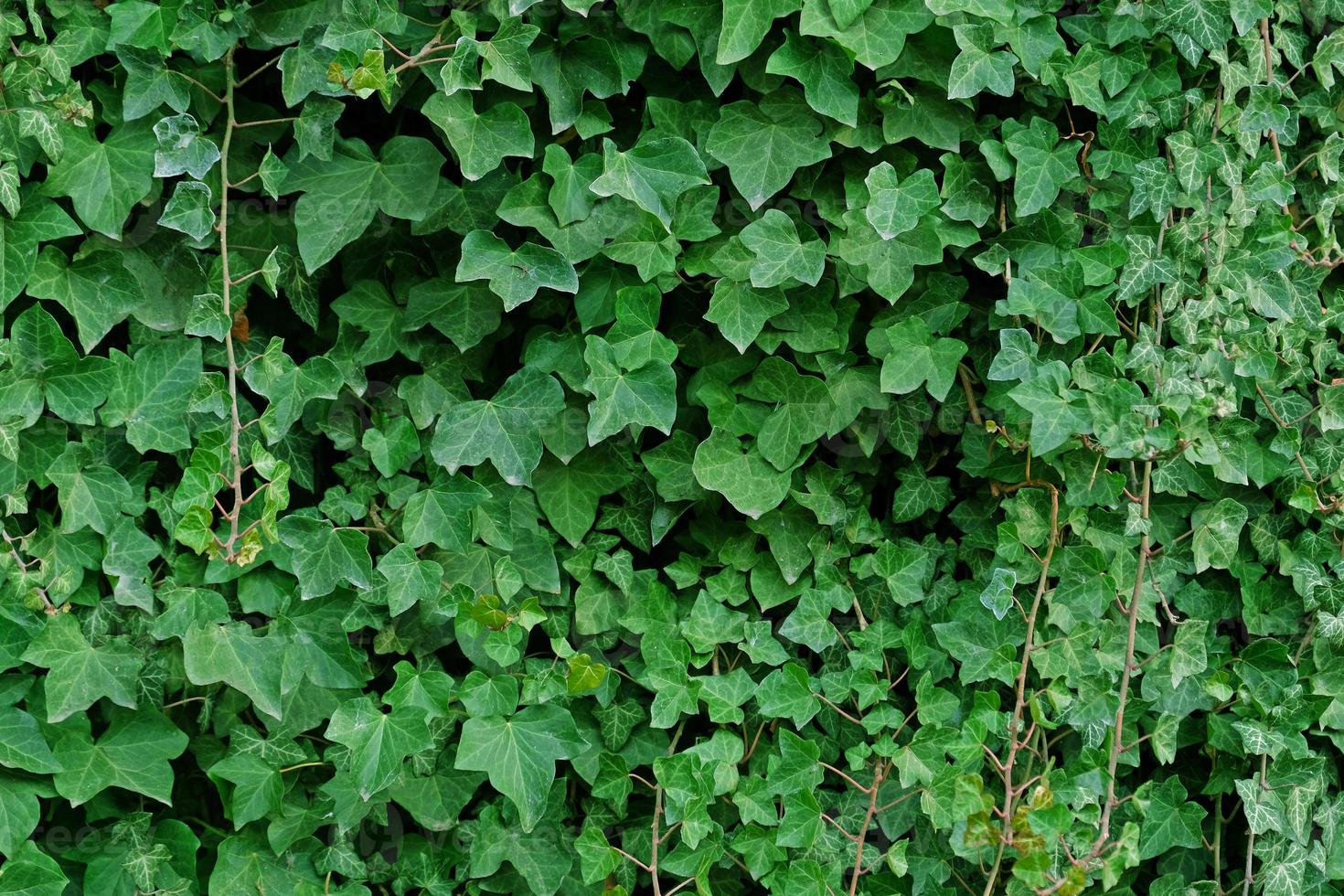 folhas de hera verde na parede. plano de fundo texturizado de folhas. textura de parede de planta verde para design de pano de fundo e parede ecológica e cortada para obras de arte. muitas folhas. foto