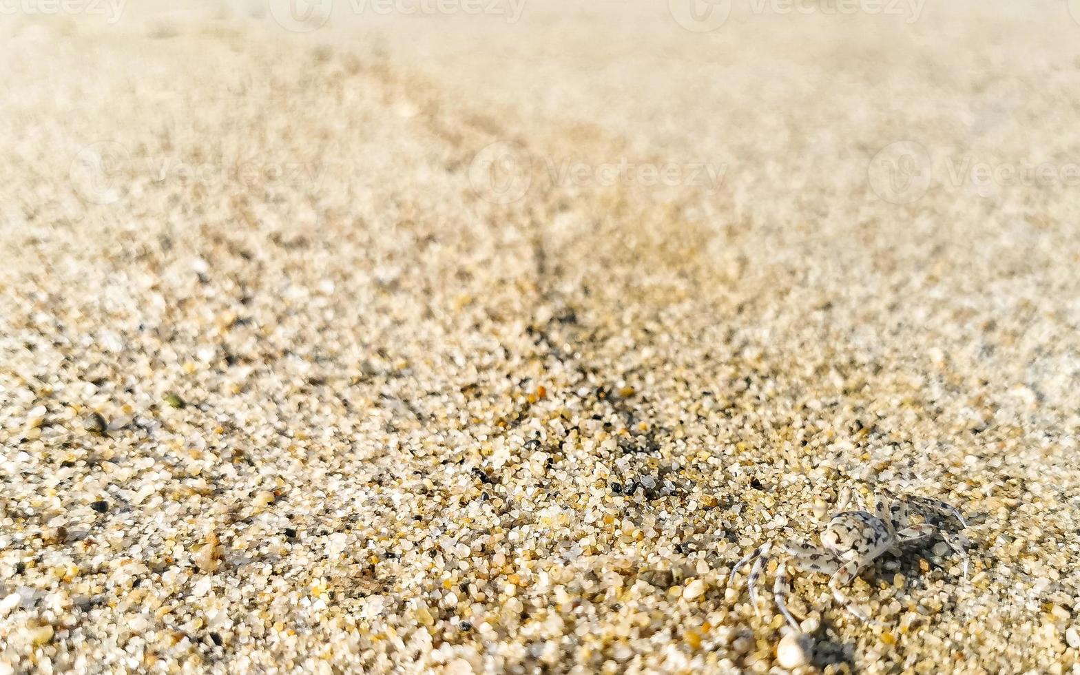 minúsculos caranguejos de praia de areia correm cavar na praia. foto