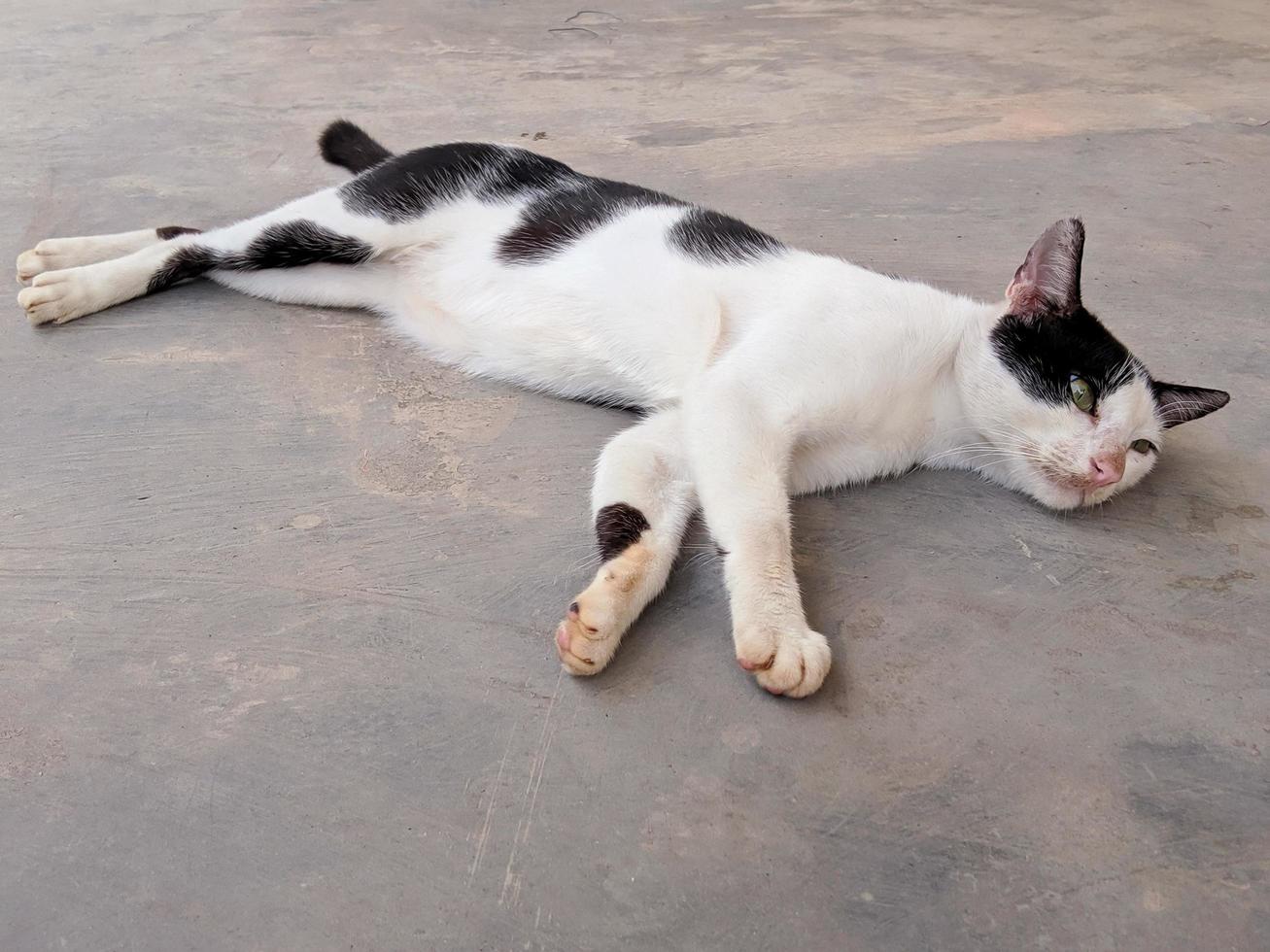 o gato está deitado no chão de cimento foto