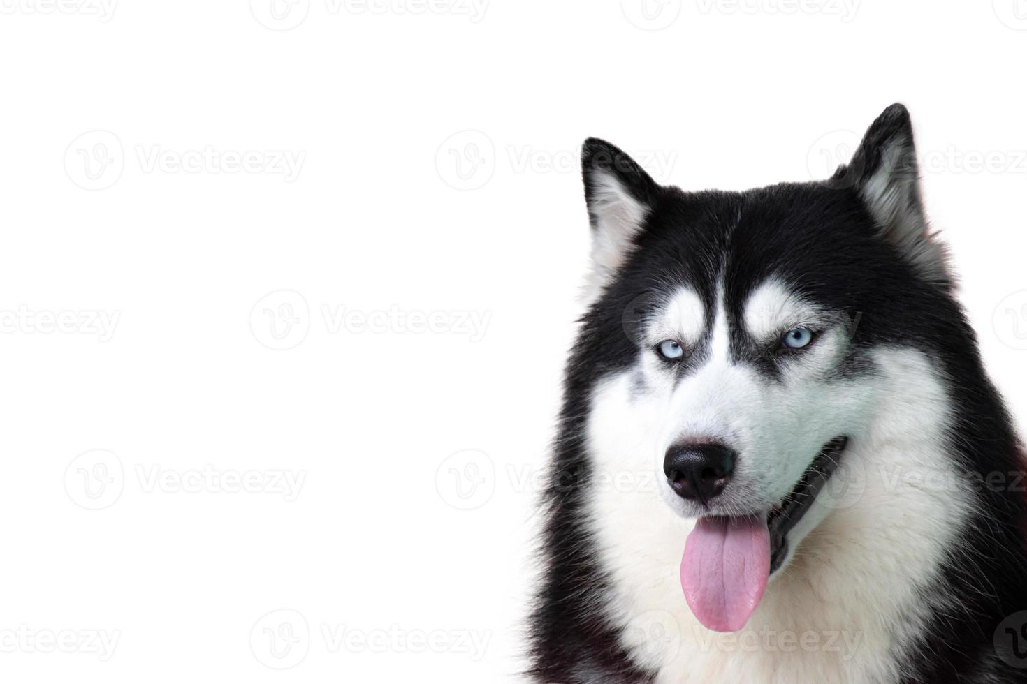 retrato de cão husky siberiano isolado no fundo branco foto